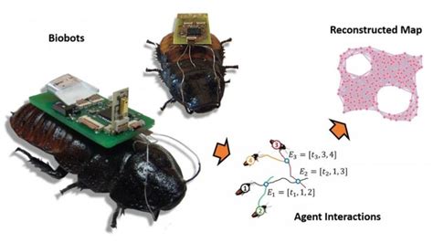 Cyborg Insects Designed For Rescue And Search