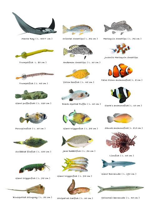 Types Of Little Fish Chart 18x28 45cm70cm Poster