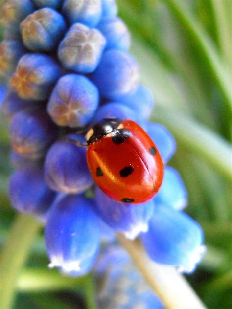 Real Blue Ladybugs