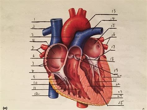 17 Human Heart Anatomy Labeling Quiz  Picturebeka
