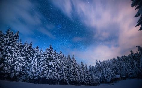Snowy Forest Night Wallpapers 4k Hd Snowy Forest Night Backgrounds