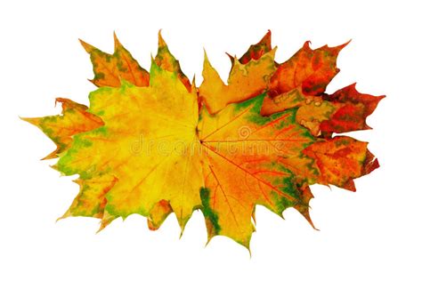 Autumn Maple Leaves Stock Image Image Of Colors Closeup 26734841