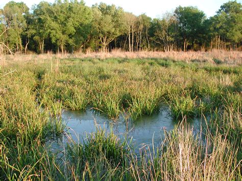 Review Developers Failing To Follow Wetlands Mandate Houston Chronicle