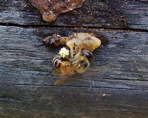 The Peace Bee Farmer Honey Bees Collect Propolis