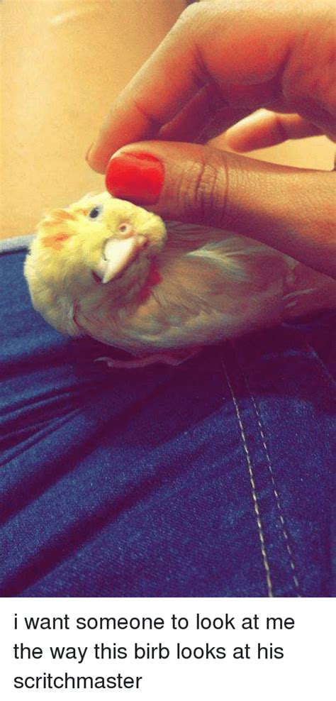 I Want Someone To Look At Me The Way This Birb Looks At His Scritchmaster Looking Meme On Me Me