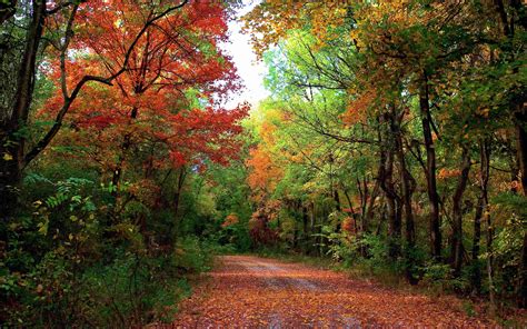 Autumn Forest Road Trees Landscape Wallpaper 2560x1600