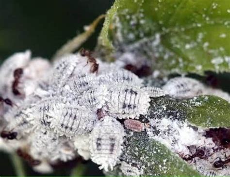 How To Get Rid Of Mealybugs On Your Plants 5 Best Ways To Eliminate