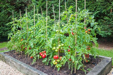 5 Tips To Grow Tomatoes Ultimate Guide From Seedlings To Slices