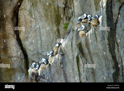 Colony Of Seabirds At A Rock Hamnoya Moskenesoya Lofoten Norway Stock