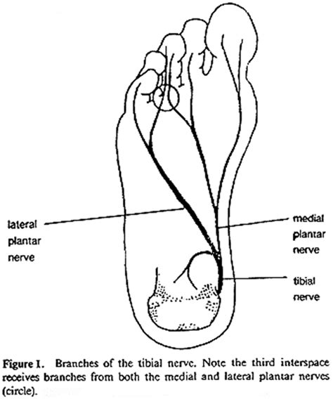 Lateral Plantar Nerve Wikipedia
