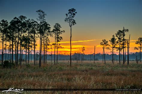 Pine Glade Sunset Over Wetlands Forest Jupiter Florida Hdr