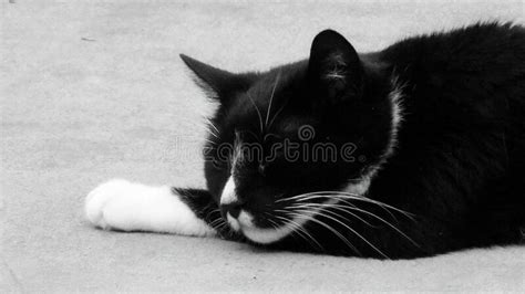 Closeup Of A Black Cat Lying On The Ground Stock Photo Image Of