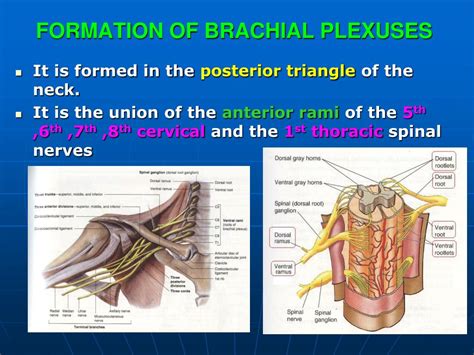 Ppt The Brachial Plexus Anatomy Lesions And Neurophysiology The Best