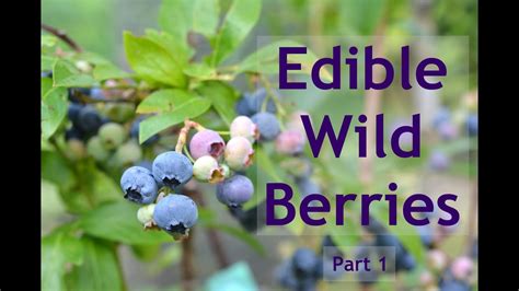 Edible Wild Berries Part 1 Youtube