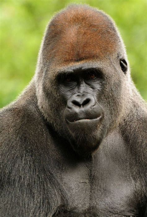 Download Serious Looking Gorilla Iphone Wallpaper