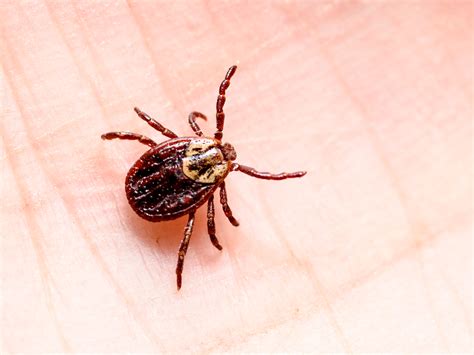 Ags Danger From Ticks Is Greater Than Expected Easy Health Options®
