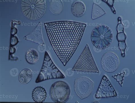 Diatoms From The Sea Under The Microscope 100x 13031526 Stock Photo At