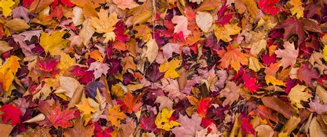 Download Wallpaper 2560x1080 Foliage Leaves Autumn Macro Dual Wide