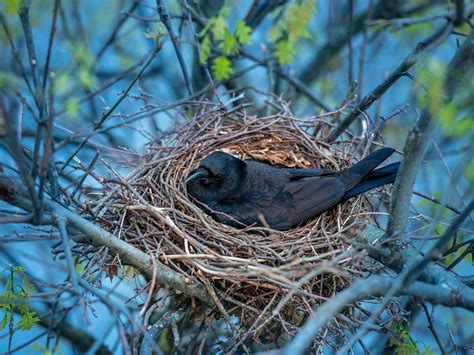 Crow Nesting Behavior Location Eggs Faqs Unianimal