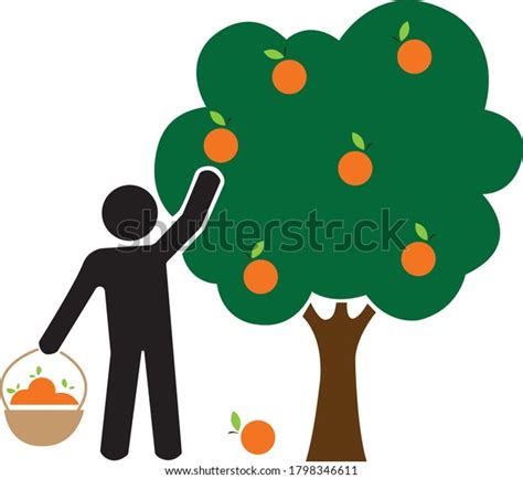 Person Picking Oranges Tree Vector Icon Stock Vector Royalty Free