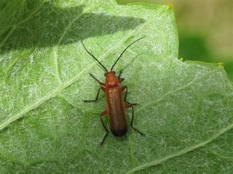 Rhagonycha Fulva Common Red Soldier Beetle Cantharidae Flickr
