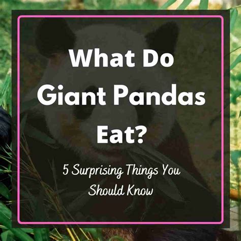 What Do Giant Pandas Eat A Guide To Pandas Diet Bestofpanda