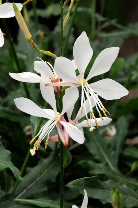 Gaura Sparkle White All America Selections