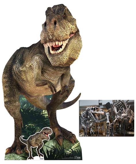 Buy Bundlez 4 Fanz By Starstills Fan Pack Tyrannosaurus Rex Natural