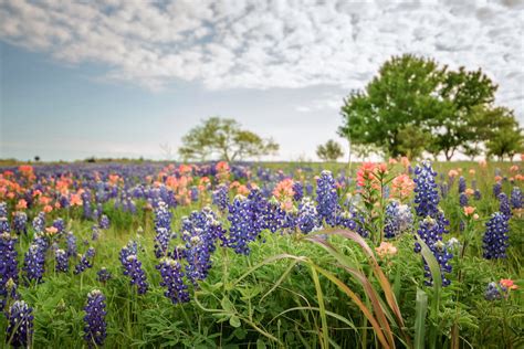 Wildflowers In The South Texas Plains Viewing Guide