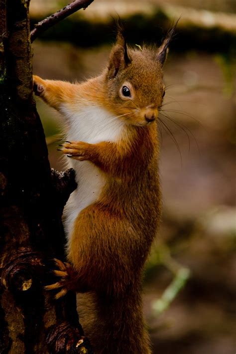 Red Squirrel | Red squirrel, Cute squirrel, Animals beautiful