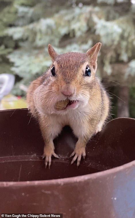 Greedy Chipmunk Called Van Gogh Stuffs Its Mouth With Nuts Before Running Off To Hide Them