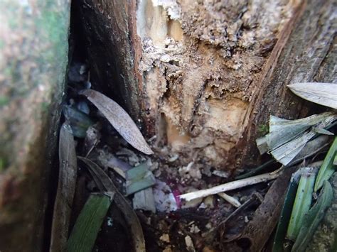 庭木の白蟻 福岡 北九州 下関のシロアリ駆除・害獣駆除はあい営繕へ