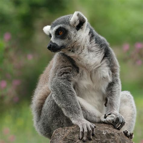 A Ring Tailed Lemur Lemur Primates Koala Bear