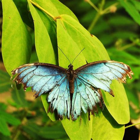 Mariposa Morpho Images Free Download On Freepik