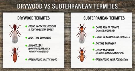 Know Your Termite Species Pest Control Jupiter Termite Control