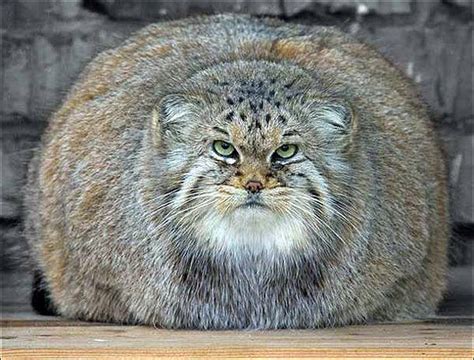 Fat Cats Awesome Photographs Pets Cute And Docile