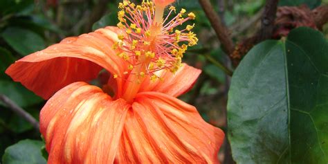 Hawaiis Flowers Are As Intricate And Alluring As Their Names Huffpost