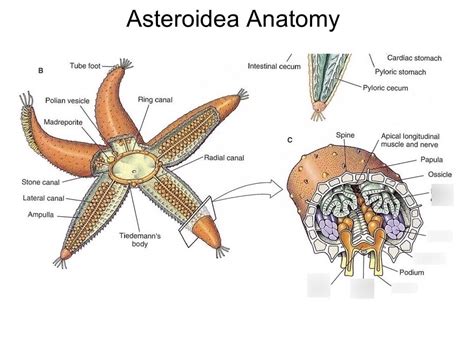 Echinoderm Anatomy Anatomical Charts And Posters