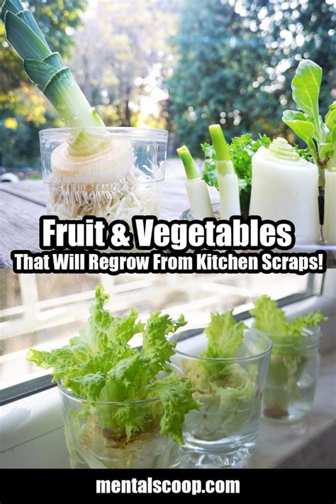 Fruit Vegetables That Will Regrow From Kitchen Scraps 683x1024 1