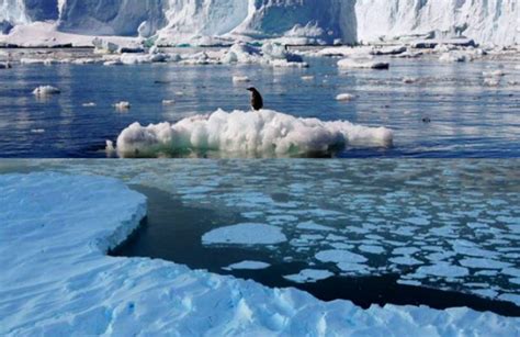 Kedua kutub memang memiliki udara yang sanggup bikin badan beku. Melelehnya Kutub Utara, Ini Dampak Bagi Indonesia | Citra ...