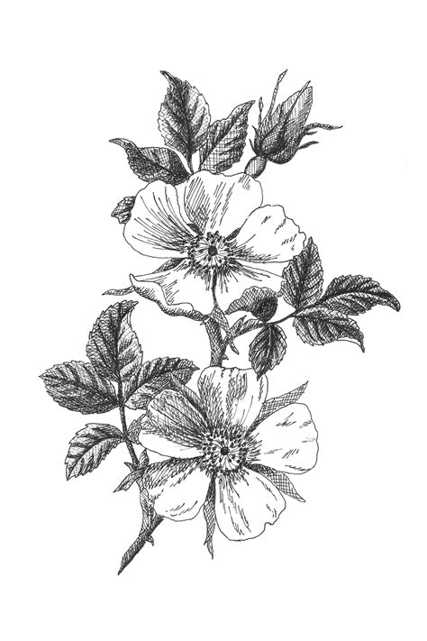 Wild Rose Botanical Illustration Botanical Wall Art Black And White