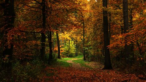 1920x1080 1920x1080 Path Road Autumn Nature Grove Tree Forest