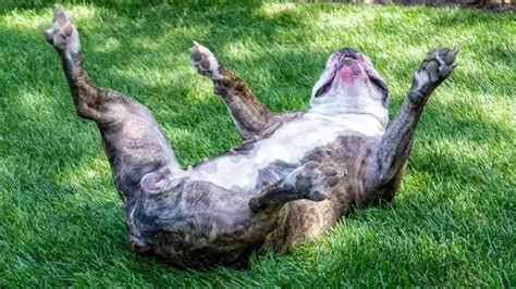 Dog Rash On Groin Why It Happens And How To Treat It Fast