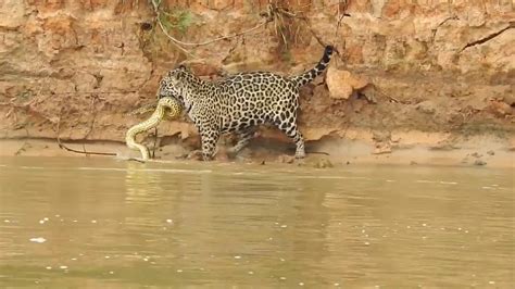 Jaguar Attacks Anaconda And Leaps Off While Grabbing It In Its Mouth