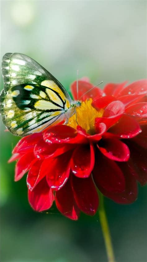 Yellow Black Butterfly On Red Flower In Blur Green Background 4k Hd