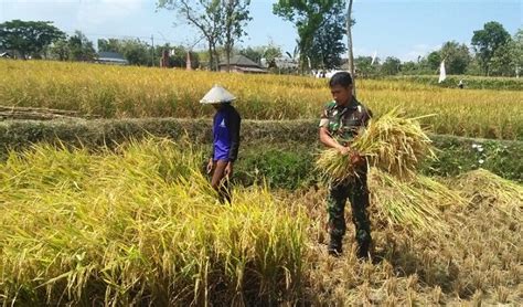 Tikus menyerang mulai dari tahap penyemaian, pindah tanam hingga panen. Babinsa Lembah Sigap Bantu Petani Panen Padi Secara Manual
