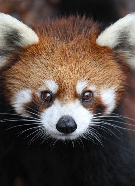 Superb Nature — H4ilstorm Red Panda Closeup By Mark Dumont Red