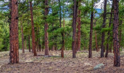 Pine Tree Forest Near Wellington Lake And Buffalo Creek Colorado Stock