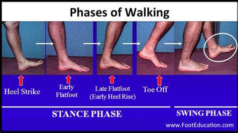 Biomechanics Of Walking Footeducation