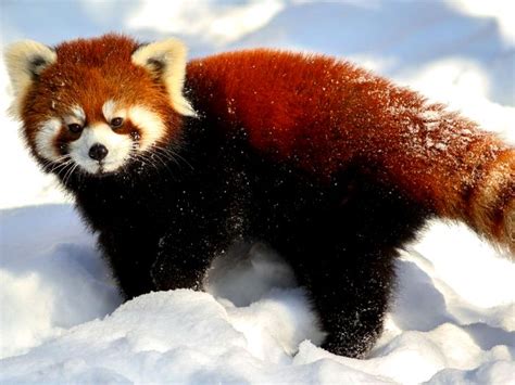 Фото: Красная панда зимой